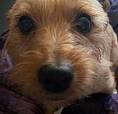 Looking For 2/3 Bed House/Flat